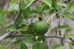 Flacourtia jangomas